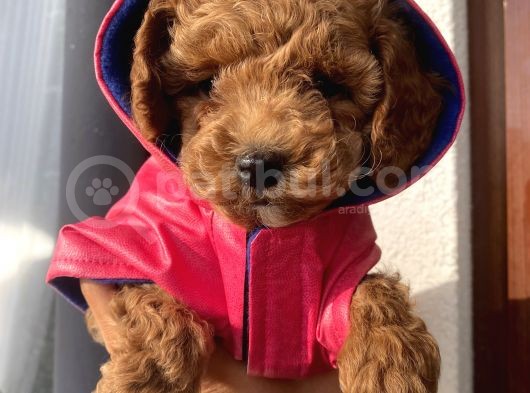 Aşılı Pasaportlu Toypoodle Bebekler