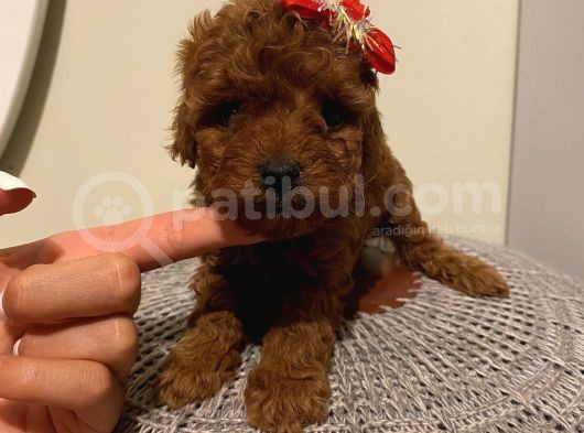 Ev Ortamında Büyüyen Toypoodle Bebeklerimiz görsel