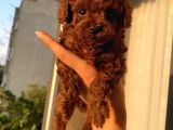 Birbirinden Tatlı Redbrown Toypoodle Bebeklerimiz