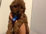 Ev Ortamında Büyüyen Toypoodle Bebeklerimiz