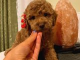 Aşılı Pasaportlu Toypoodle Bebekler