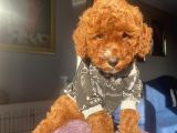 Aşılı Pasaportlu Toypoodle Bebekler