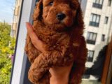 Ev Ortamında Büyüyen Toypoodle Bebeklerimiz