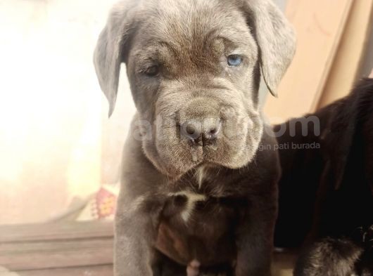 Blue Cane Corsa Yavrular