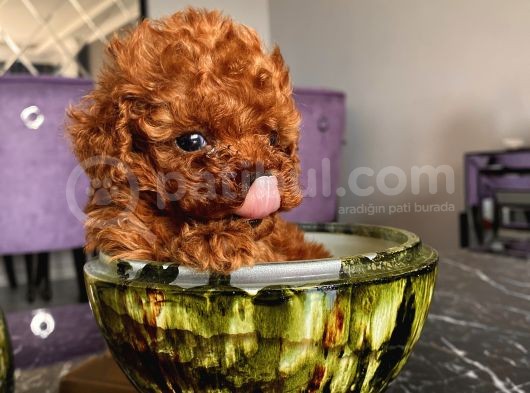 Birbirinden Tatlı Redbrown Toypoodle Bebeklerimiz görsel