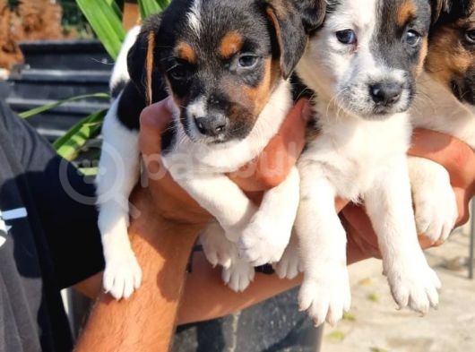 Jack Russel Yavrular görsel
