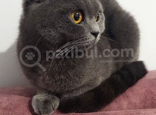 Brtish Shothair 1 Yaşında Dişi görsel