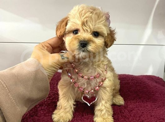 Orji̇nal Malti̇po Yavrular görsel