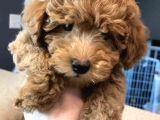 Red- Apricot Toy Poodle Yavrular