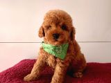 Orji̇nal Toy Poodle Yavrular
