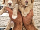 Sevimli Maltipoo Yavrular