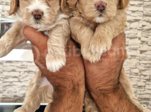 Sevimli Maltipoo Yavrular