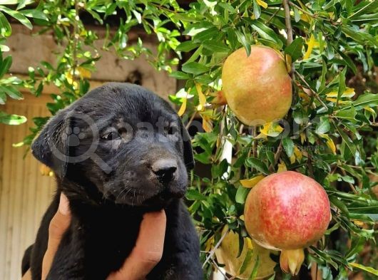 Şampanya Ve Siyah Labrador Yavrular görsel