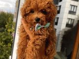 Üst Kalite RedBrown ToyPoodle Bebeklerimiz