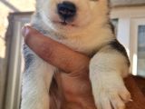 Safkan Husky Yavrular
