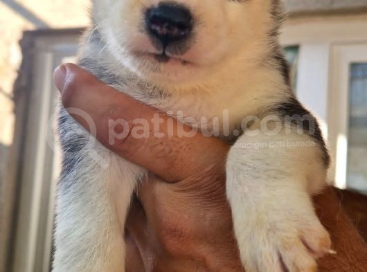 Safkan Husky Yavrular görsel