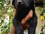 Şampanya Ve Siyah Labrador Yavrular