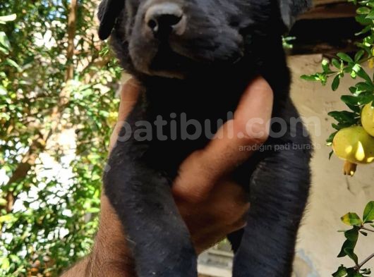 Şampanya Ve Siyah Labrador Yavrular görsel