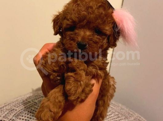 Tüy Dökmeyen Koku Yapmayan Toypoodle Bebekler görsel