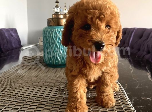 Karamelll.toypoodle ‘In Redbrown Bebekleri görsel
