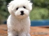 Show Kalite Maltese Terier Bebekler