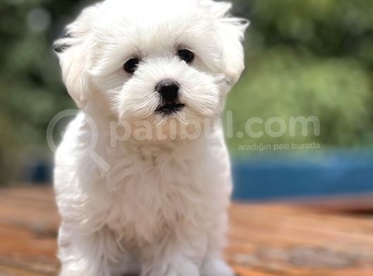 Show Kalite Maltese Terier Bebekler