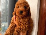 Aşılı Pasaportlu Toypoodle Bebeklerimiz