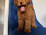 Karamelll.toypoodle ‘In Redbrown Bebekleri