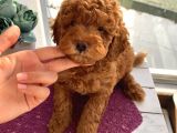Oyuncak Peluş Tadında Toypoodle Bebeklerimiz