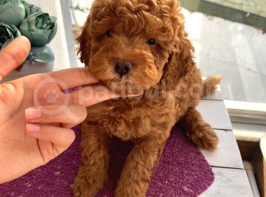Oyuncak Peluş Tadında Toypoodle Bebeklerimiz görsel