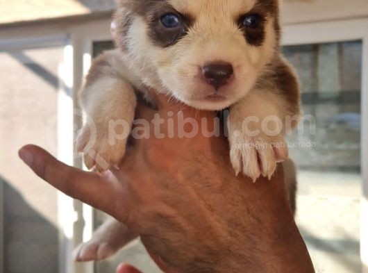 Safkan Husky Yavrular