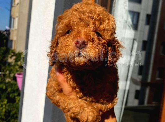 Karamelll.toypoodle ‘In Redbrown Bebekleri görsel