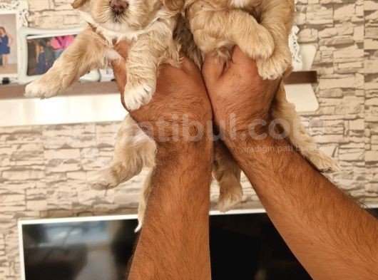 Sevimli Maltipoo Yavrular görsel