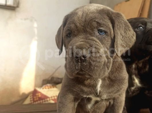 Blue Cane Corsa Yavrular görsel