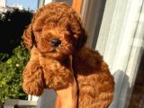 Karamelll.toypoodle ‘In Redbrown Bebekleri