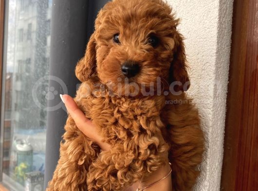 Tüy Dökmeyen Koku Yapmayan Toypoodle Bebekler görsel