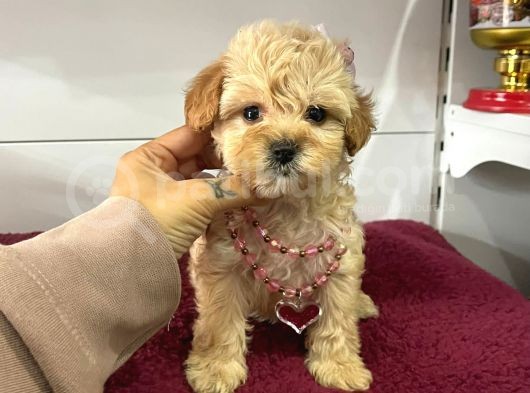 Orji̇nal Malti̇po Yavrular görsel