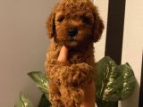 Ev Ortamında Doğup Büyüyen Toypoodle Bebeklerimiz