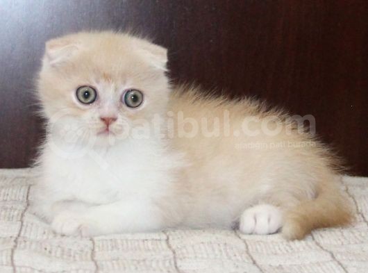 Süper Kali̇tede Scotti̇sh Fold Yavrularimiz Gelmi̇şti̇r görsel