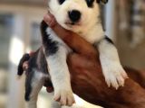 Safkan Husky Yavrular