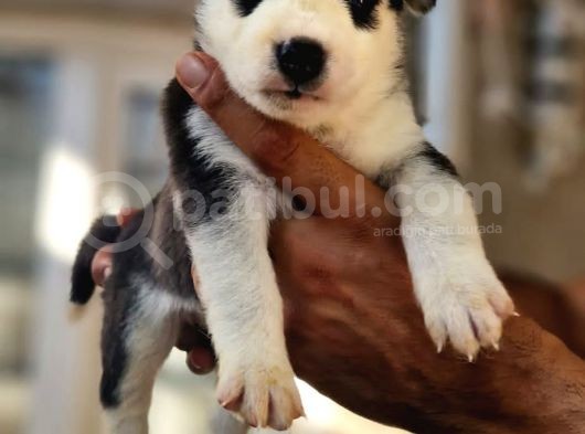 Safkan Husky Yavrular görsel
