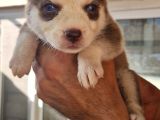 Safkan Husky Yavrular
