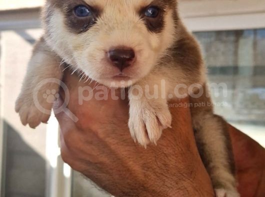 Safkan Husky Yavrular görsel