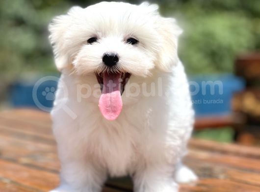 Show Kalite Maltese Terier Bebekler görsel