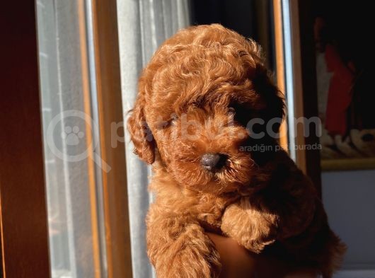 Karamelll.toypoodle ‘In Redbrown Bebekleri görsel