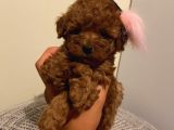 Ev Ortamında Büyüyen Toypoodle Bebeklerimiz