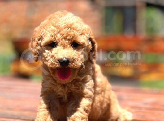 Muhtesem Guzellikte Toy Poodle Bebekler görsel