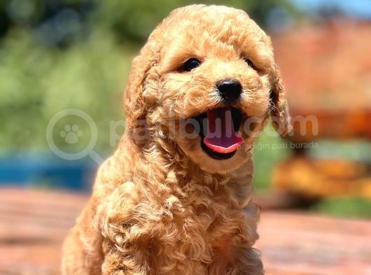 Muhtesem Guzellikte Toy Poodle Bebekler görsel