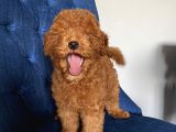 Karamelll.toypoodle ‘In Muhteşem Bebekleri