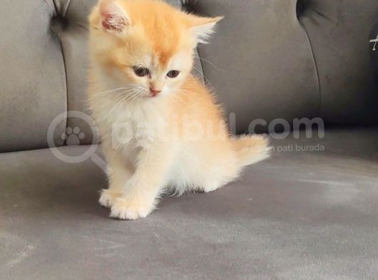 Dişi Ve Erkek Golden Bebek görsel